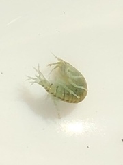 Hyalella