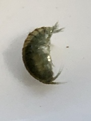 Hyalella