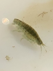 Hyalella