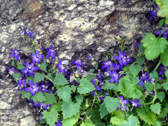 Campanula elatines