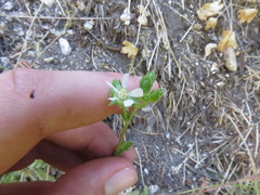 Horkelia clevelandii