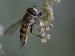 Syrphus vitripennis