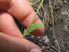 Horkelia clevelandii