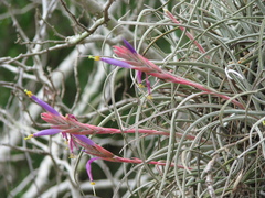 Tillandsia baileyi