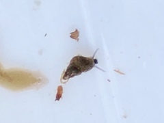 Potamopyrgus antipodarum