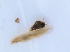 Potamopyrgus antipodarum