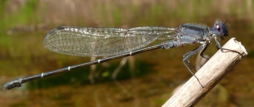 Dusky Dancer
