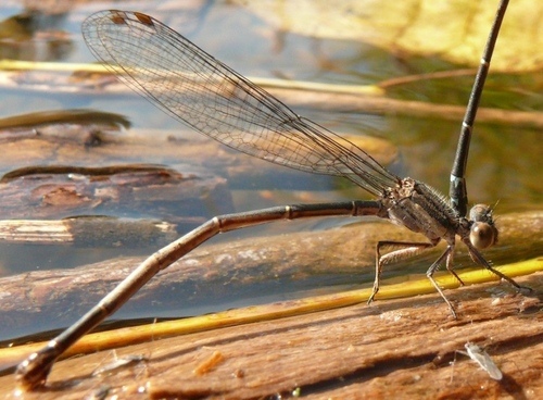 Dusky Dancer