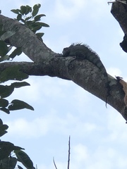 Iguana iguana