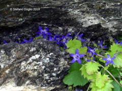 Campanula elatines