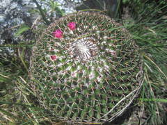 Mammillaria polythele