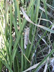 Chorthippus dorsatus