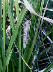 Chorthippus dorsatus