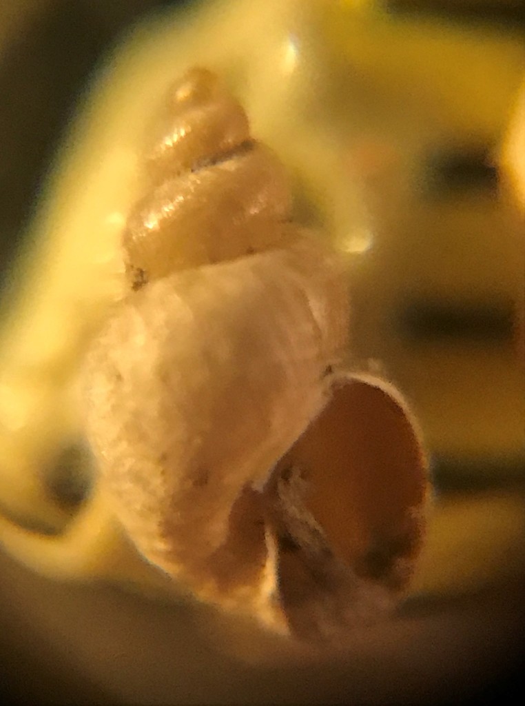 Dusky Fossaria