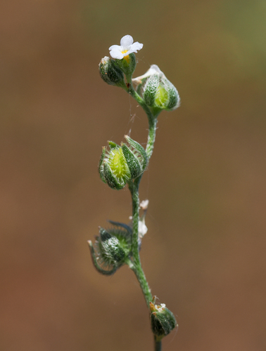 Greene's popcornflower (Plagiobothrys greenei)