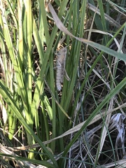 Chorthippus dorsatus