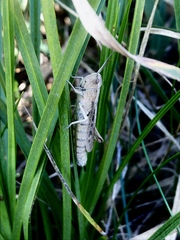 Chorthippus dorsatus