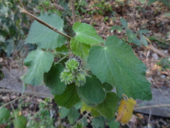 Abutilon auritum image