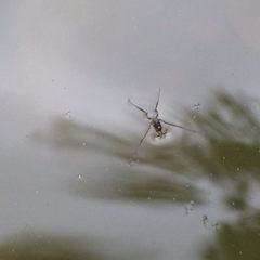 Rheumatobates rileyi