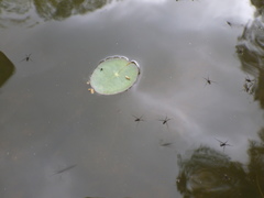 Rheumatobates rileyi