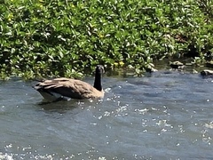 Branta canadensis