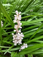 Liriope