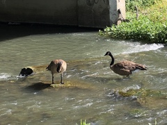 Branta canadensis