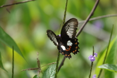 Papilio ambrax