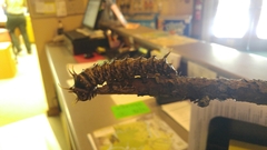 Citheronia sepulcralis