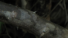 Machaerium condensatum