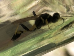 Sceliphron caementarium