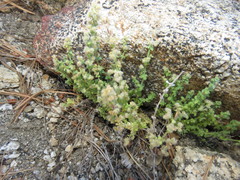 Galium parishii