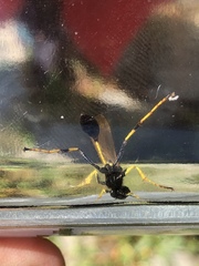 Sceliphron caementarium