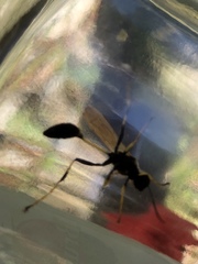 Sceliphron caementarium