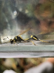 Sceliphron caementarium