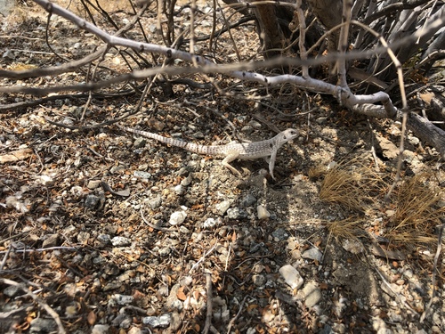 iNaturalist observation photo of Desert Iguana