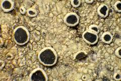 Lecanora meridionalis