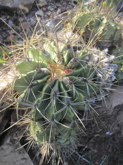 Ferocactus echidne