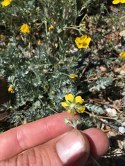 Potentilla breweri