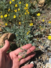 Potentilla breweri