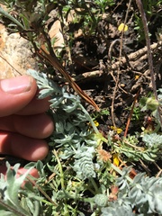 Potentilla breweri