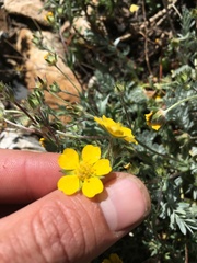 Potentilla breweri