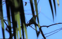 Tangara cyanoventris