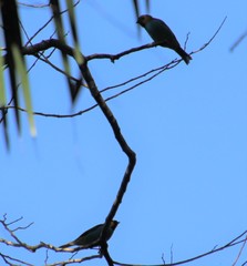 Tangara cyanoventris
