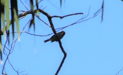 Tangara cyanoventris