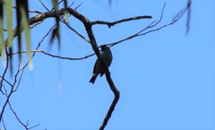 Tangara cyanoventris