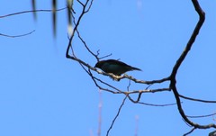 Tangara cyanoventris