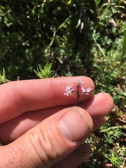Lithophragma glabrum