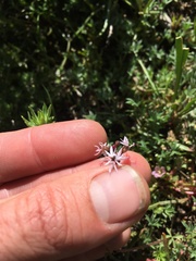 Lithophragma glabrum