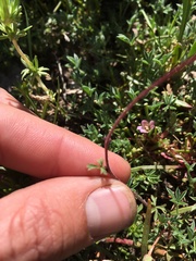 Lithophragma glabrum